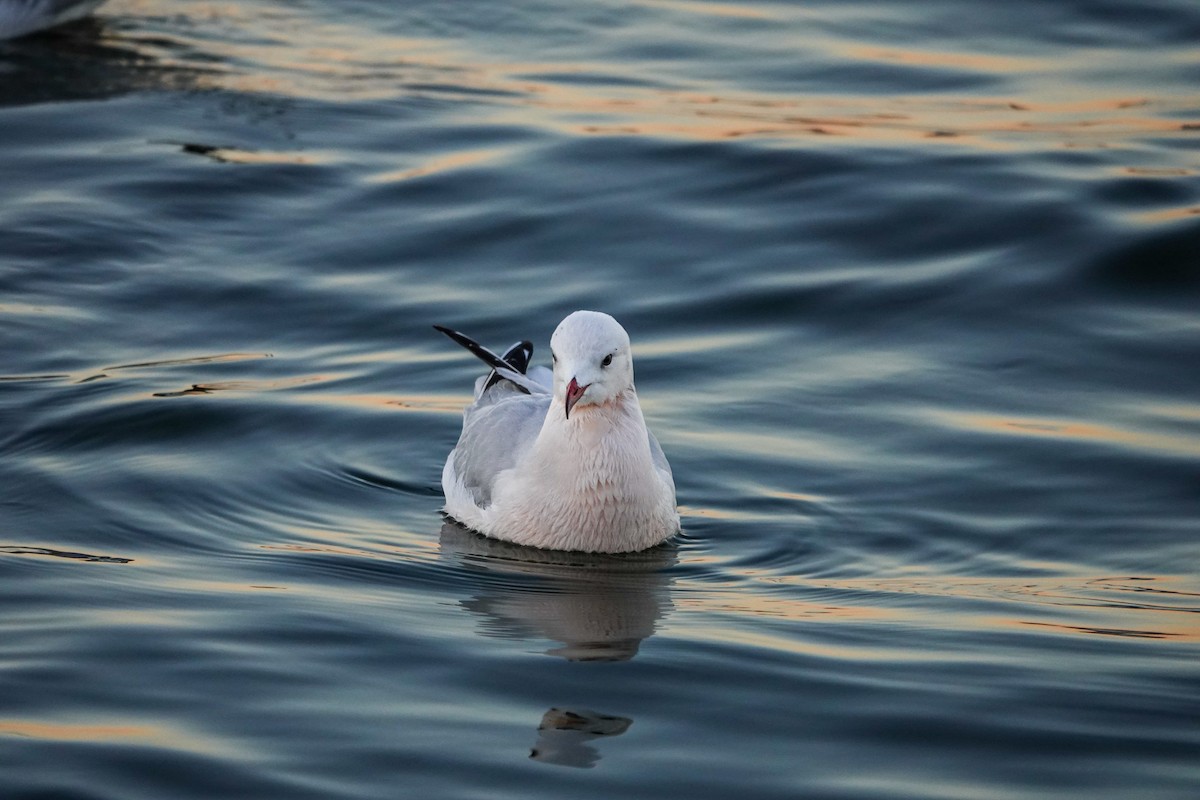 Slender-billed Gull - ML613119709