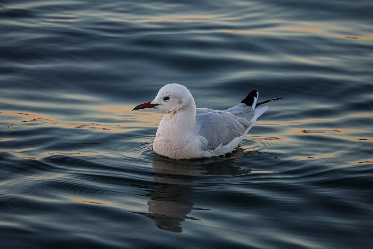 Slender-billed Gull - ML613119710