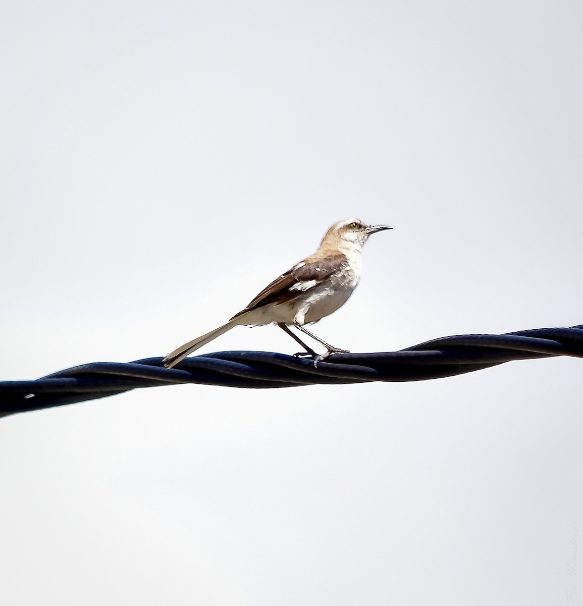 Brown-backed Mockingbird - ML613119719