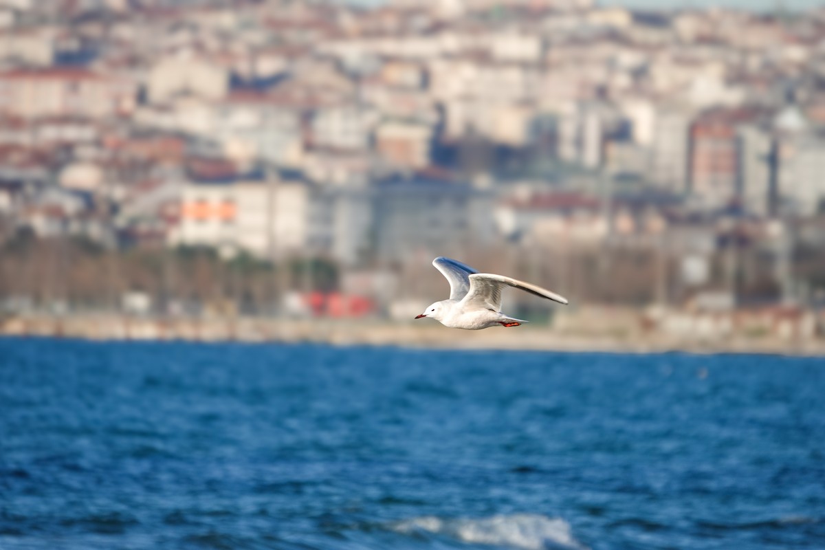 Slender-billed Gull - ML613119787