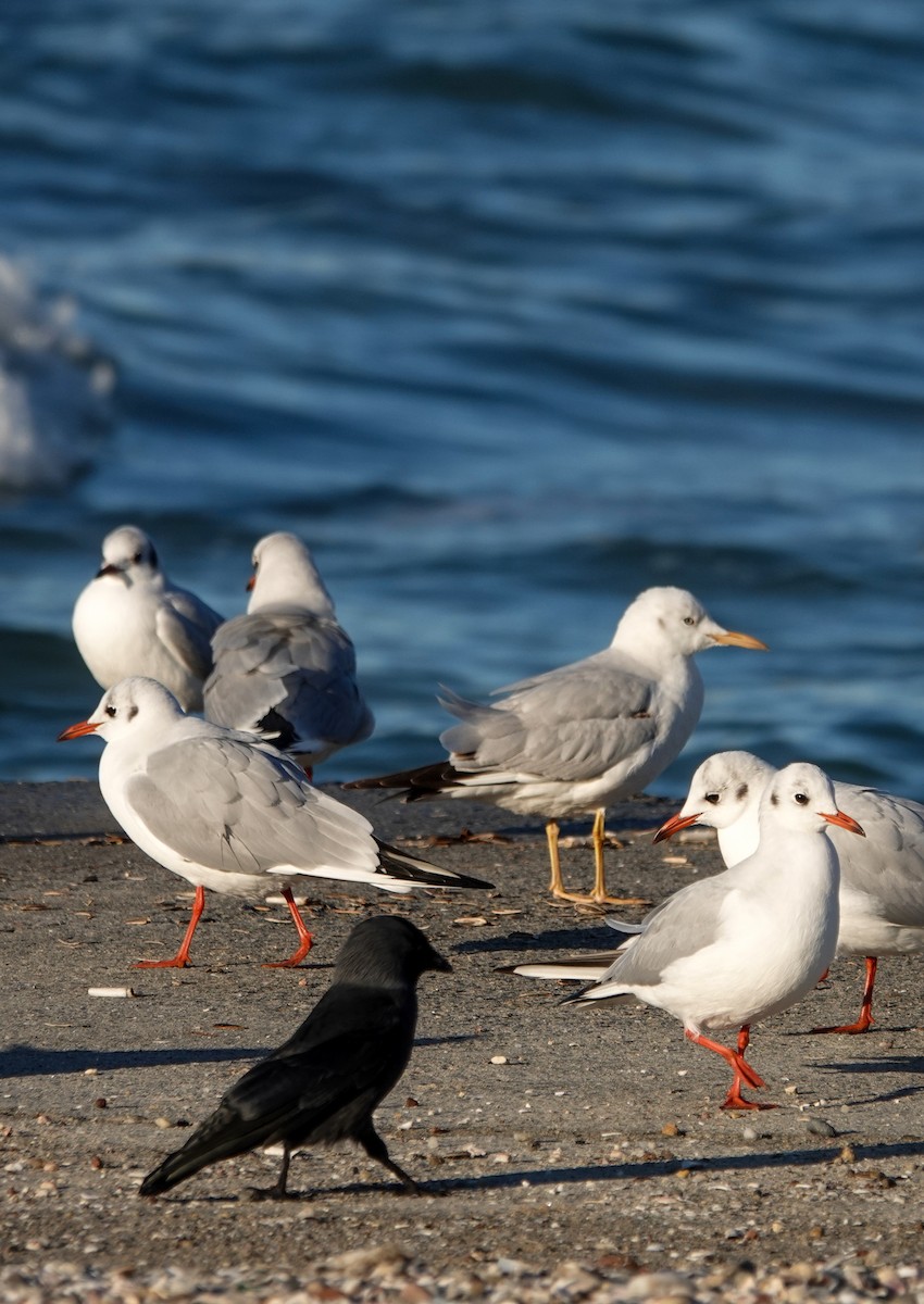 Slender-billed Gull - ML613119788