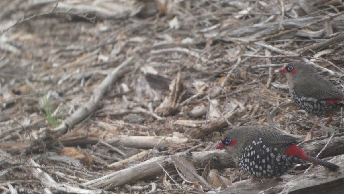 Red-eared Firetail - ML613119843