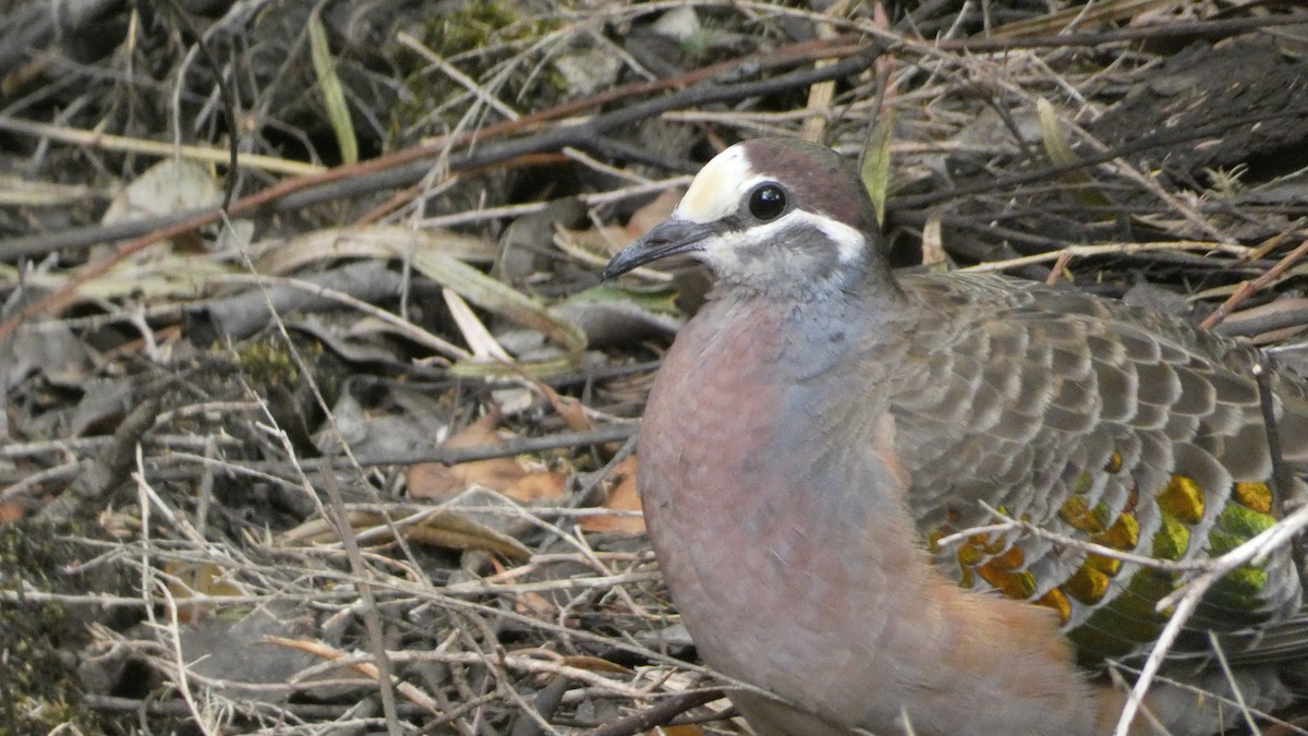 Common Bronzewing - ML613119846