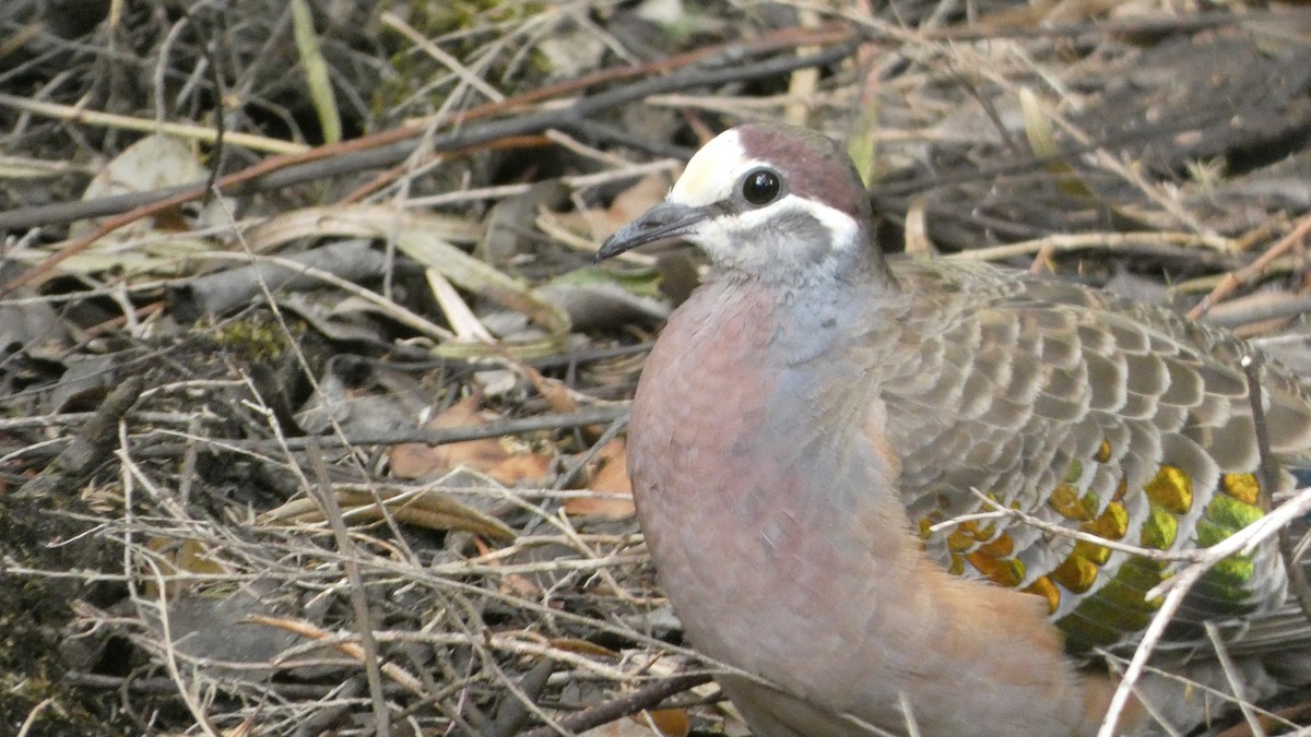 Common Bronzewing - ML613119848