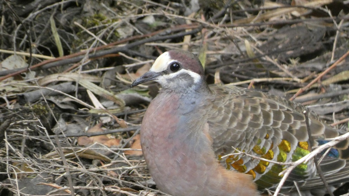 Common Bronzewing - ML613119849