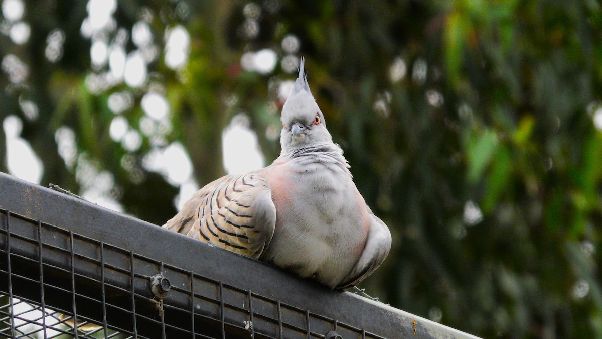 Crested Pigeon - ML613119879