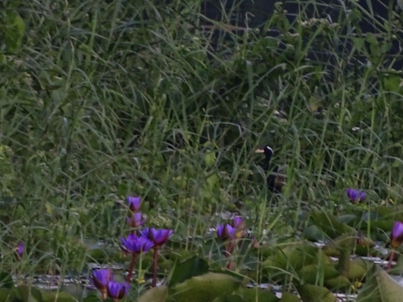 Bronze-winged Jacana - ML613119892