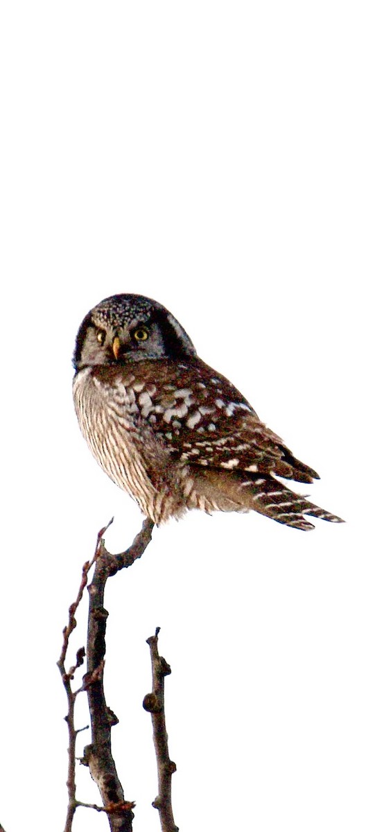 Northern Hawk Owl - Robert O'Connell