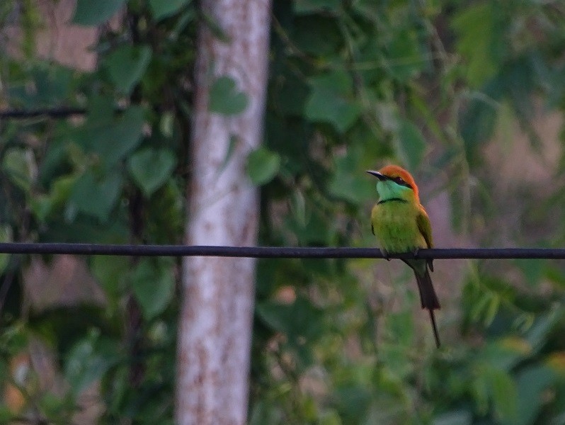 Asian Green Bee-eater - ML613119900