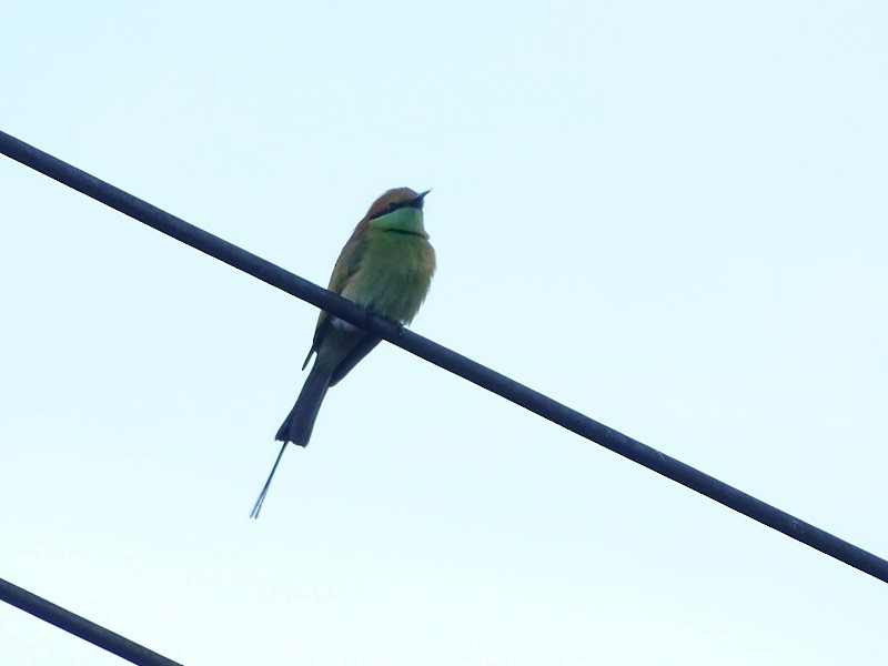 Asian Green Bee-eater - ML613119901