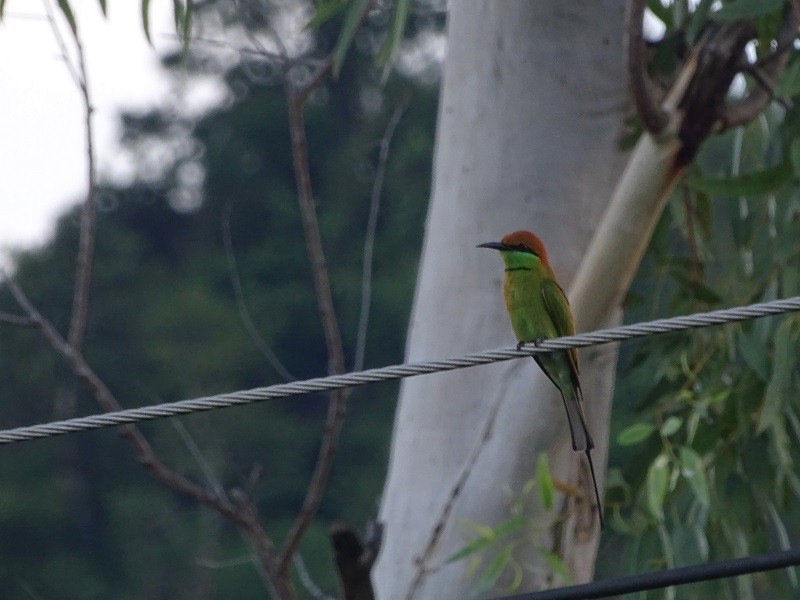 Asian Green Bee-eater - ML613119902