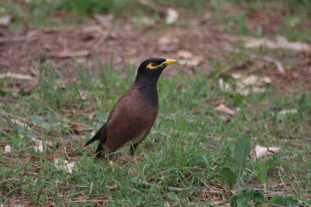 Common Myna - ML613119922