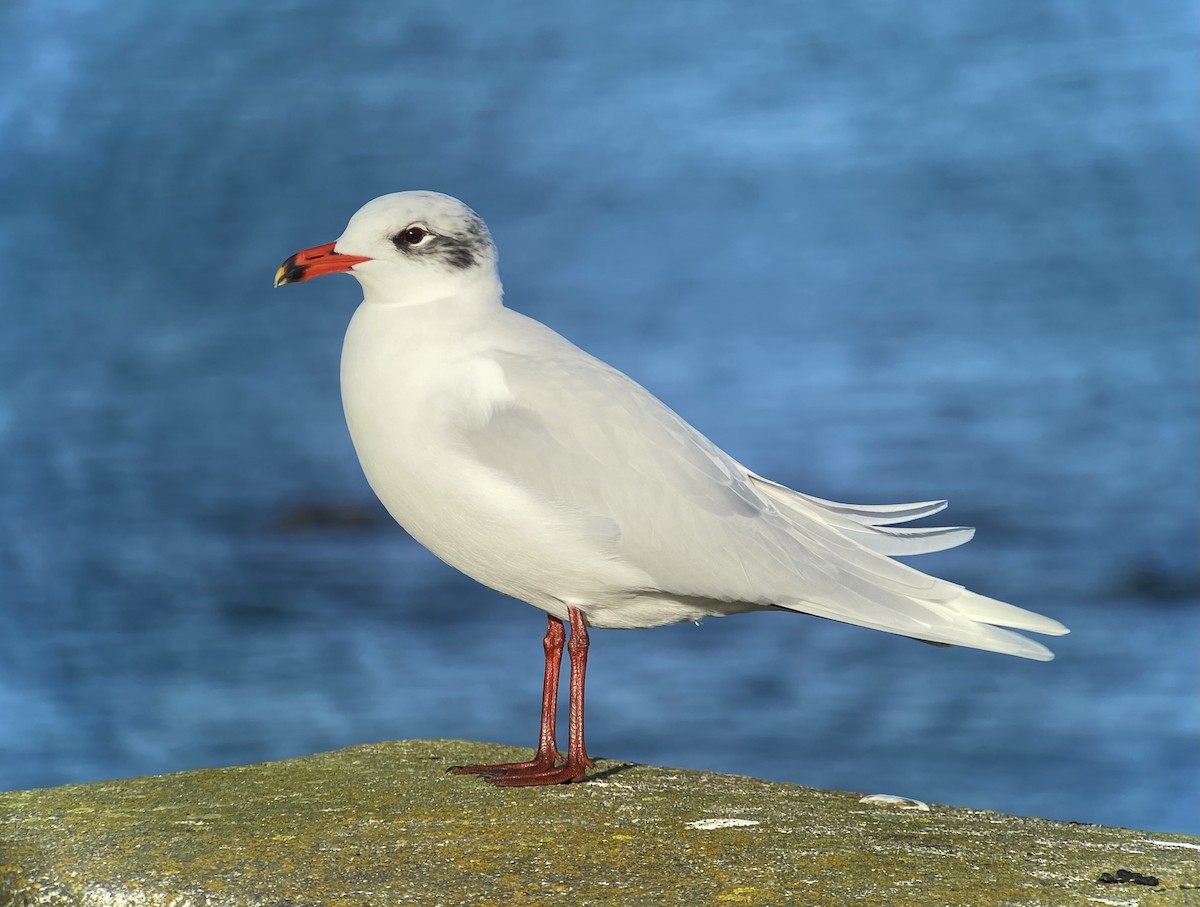 Mouette mélanocéphale - ML613119991