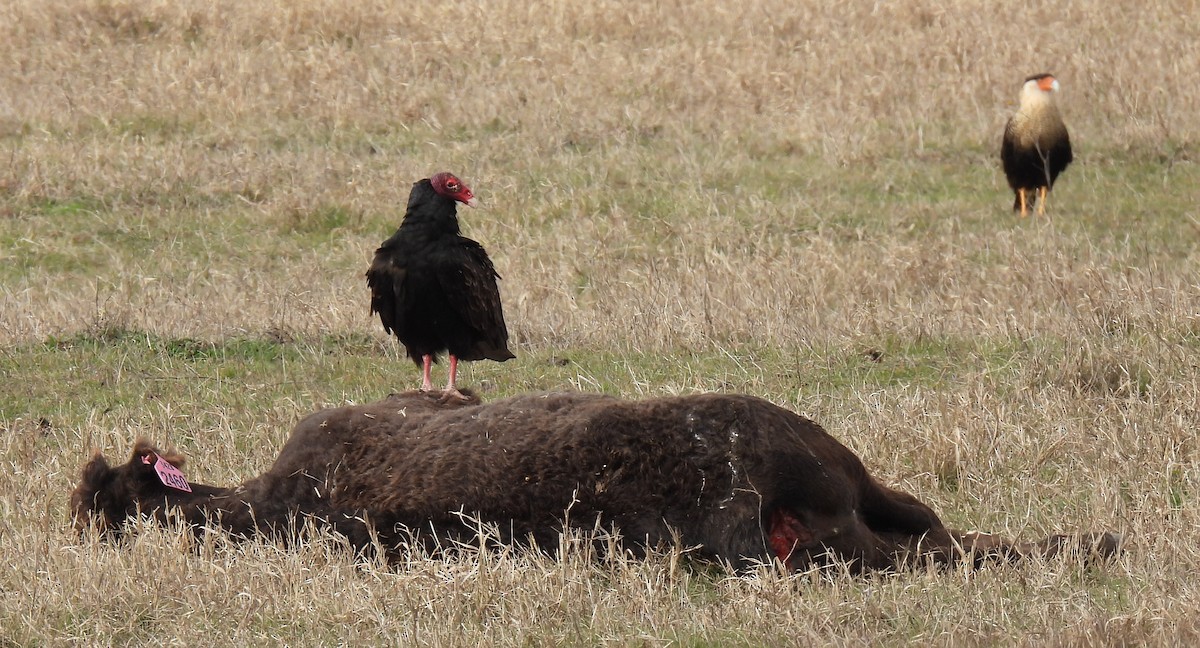 Caracara Carancho (norteño) - ML613120010