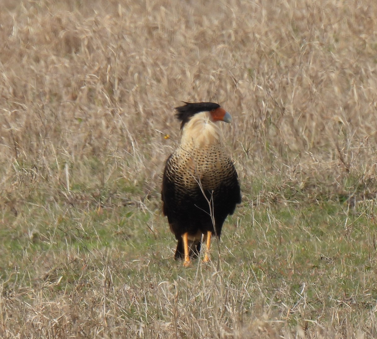 Crested Caracara (Northern) - ML613120011