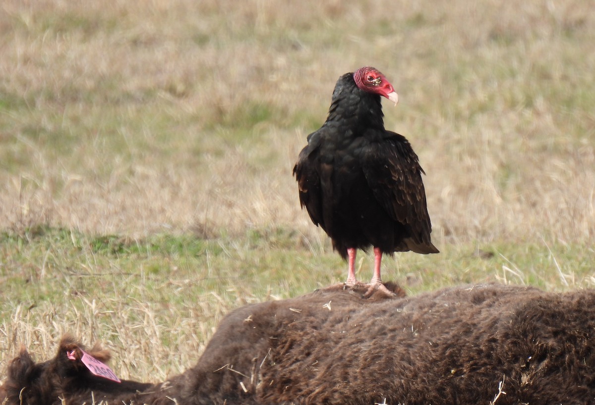 Turkey Vulture - ML613120016