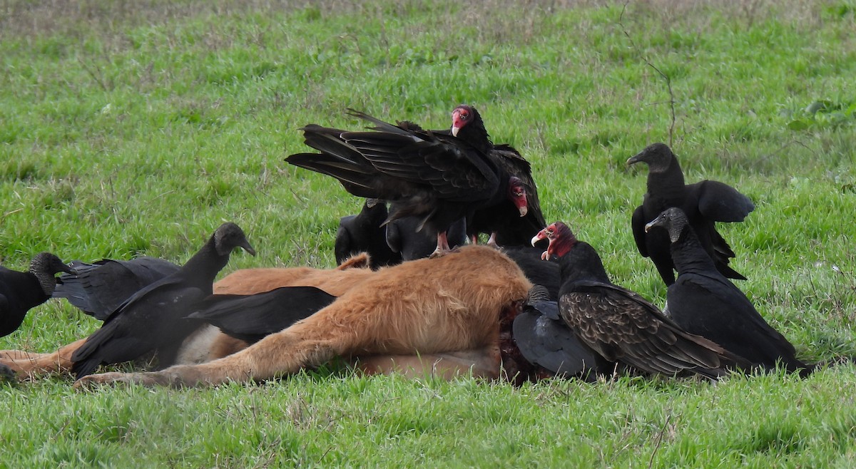 Turkey Vulture - ML613120019