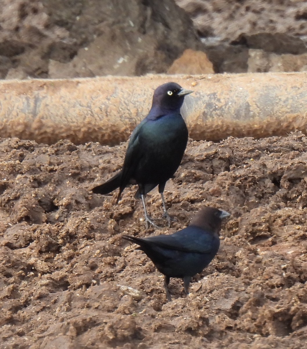 Brewer's Blackbird - ML613120027