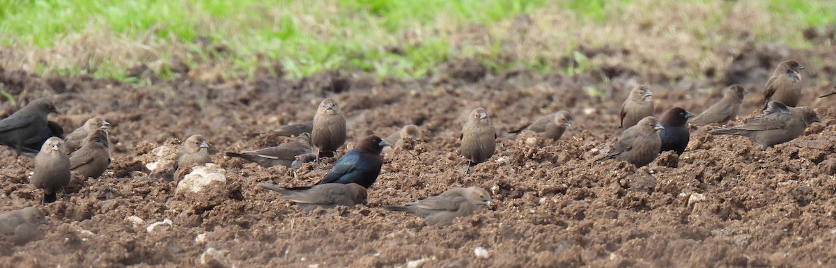 Brown-headed Cowbird - ML613120029