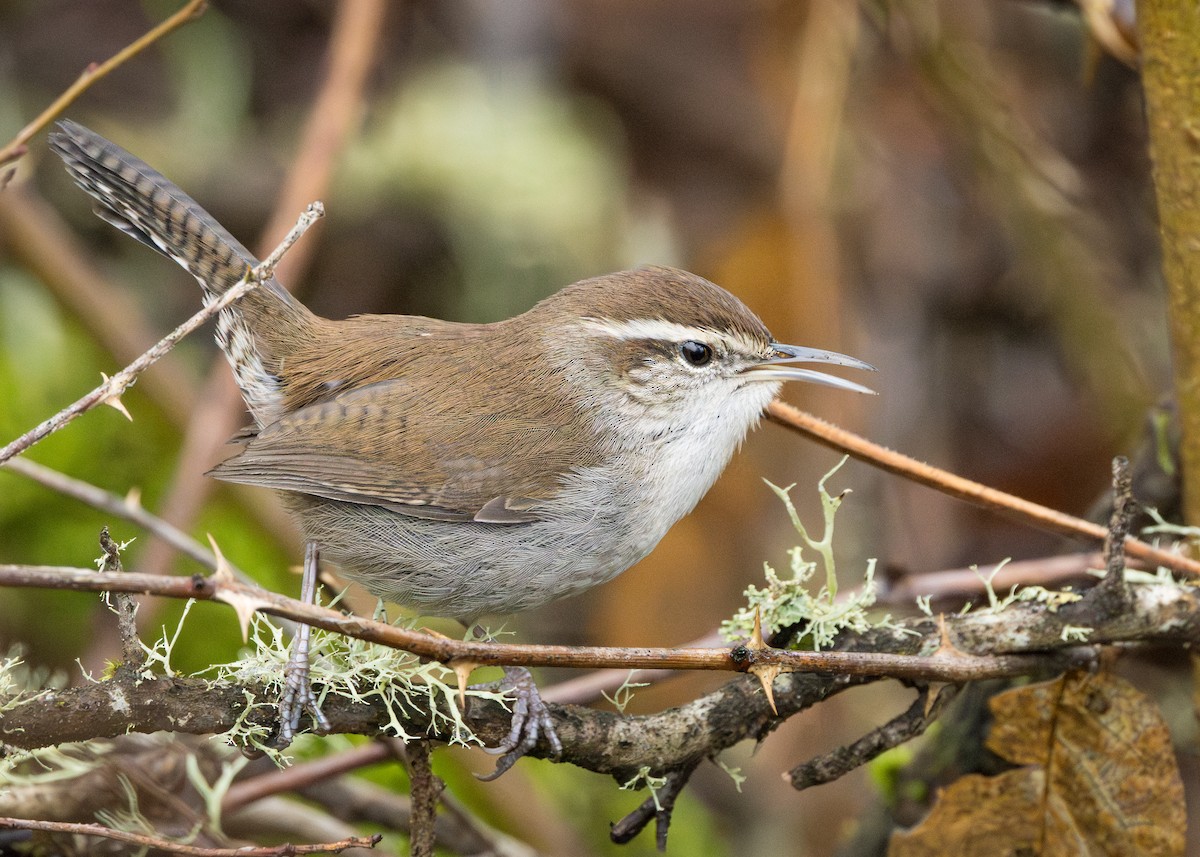 Bewick's Wren - ML613120049