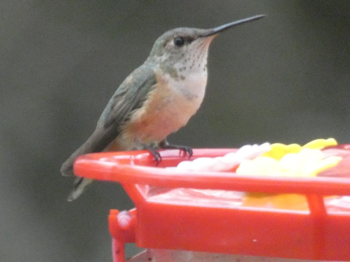 Broad-tailed Hummingbird - Steve Snyder