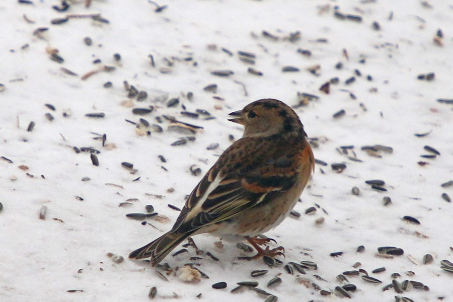 Brambling - Jon Gallagher