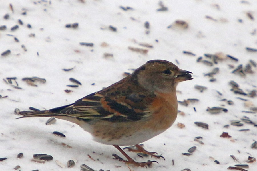 Brambling - ML613120098