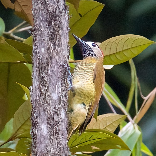Golden-olive Woodpecker - ML613120103