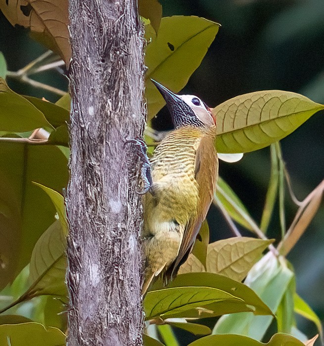 Golden-olive Woodpecker - ML613120121