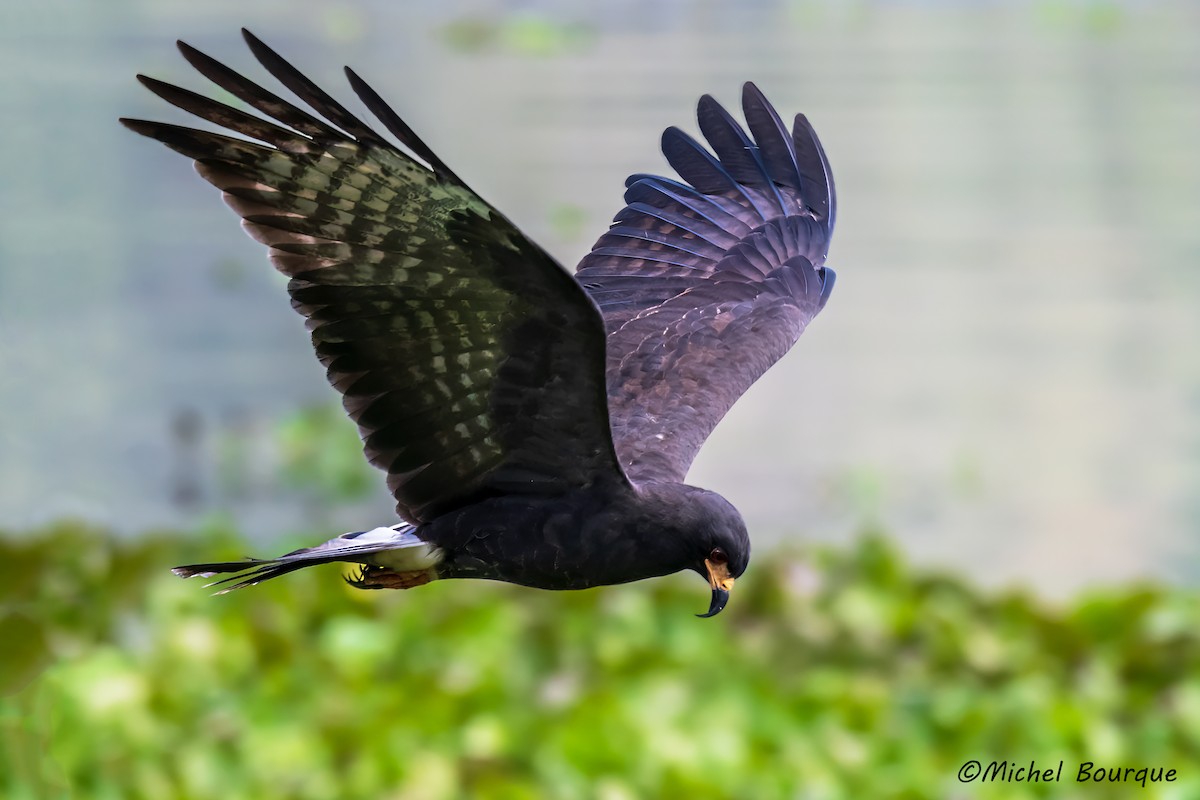 Snail Kite - ML613120379