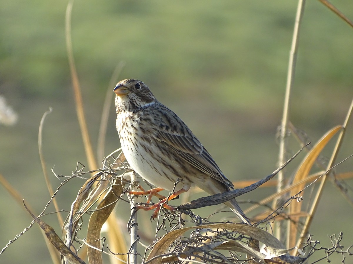 Corn Bunting - Mehmet Altunbas