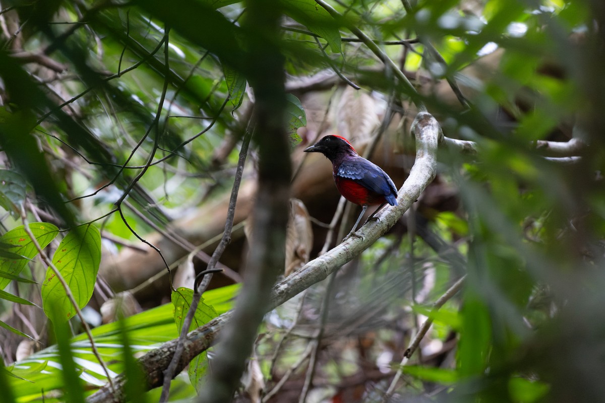 Garnet Pitta - Julian Teh