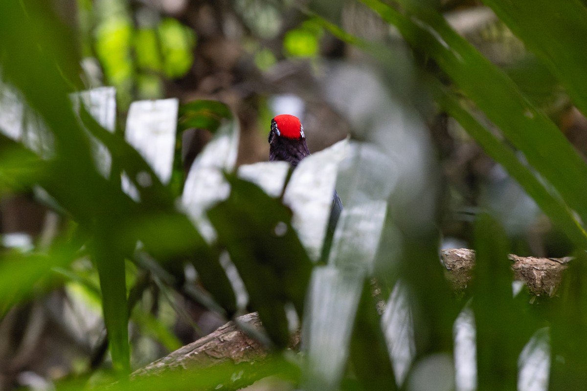 Garnet Pitta - Julian Teh