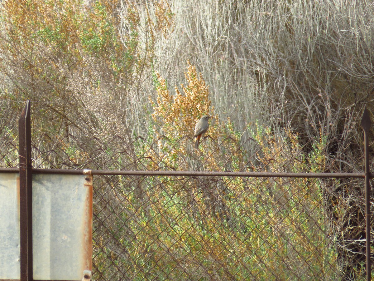 Black Redstart - ML613120452