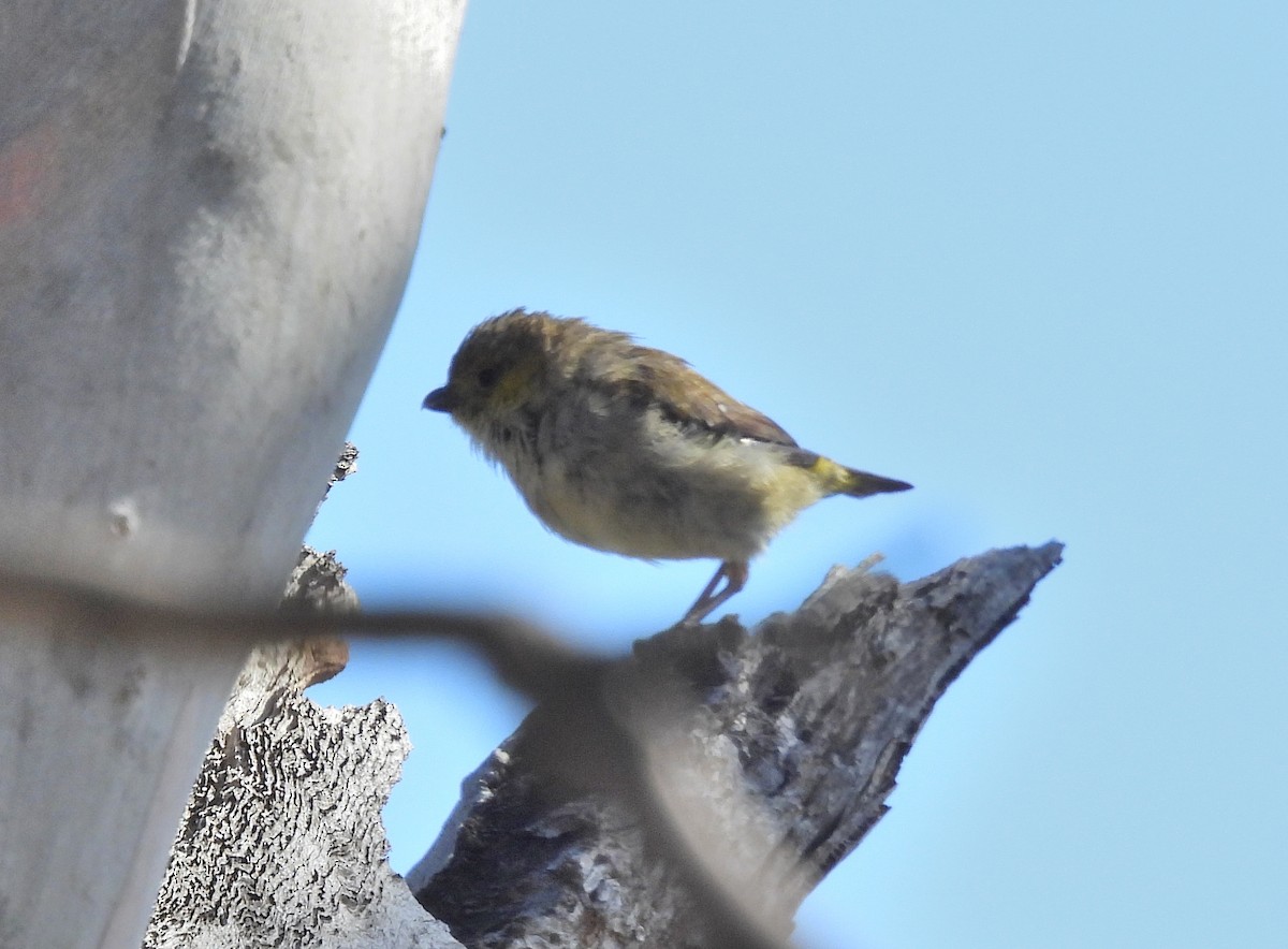 Forty-spotted Pardalote - ML613120454