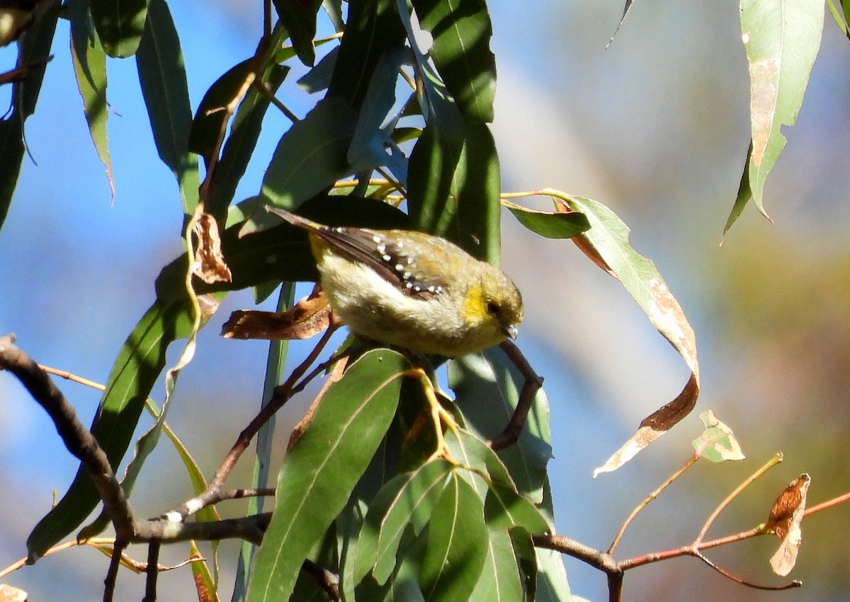Forty-spotted Pardalote - ML613120455