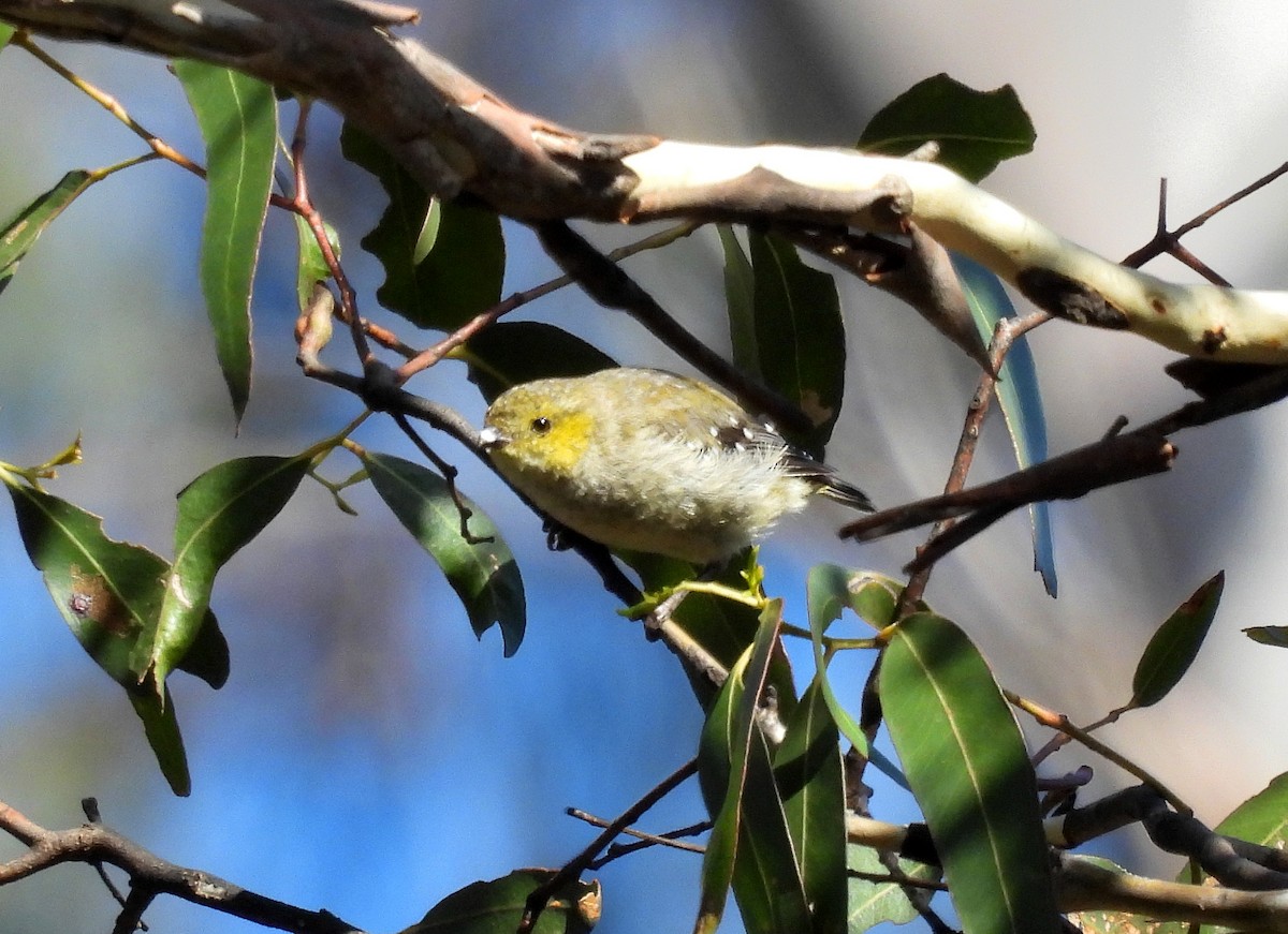 Forty-spotted Pardalote - ML613120456