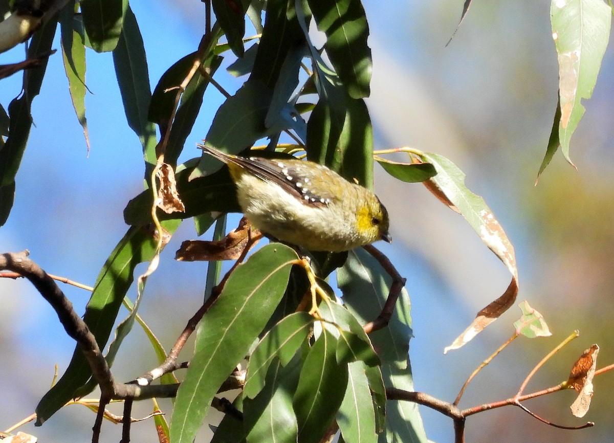 Forty-spotted Pardalote - ML613120457