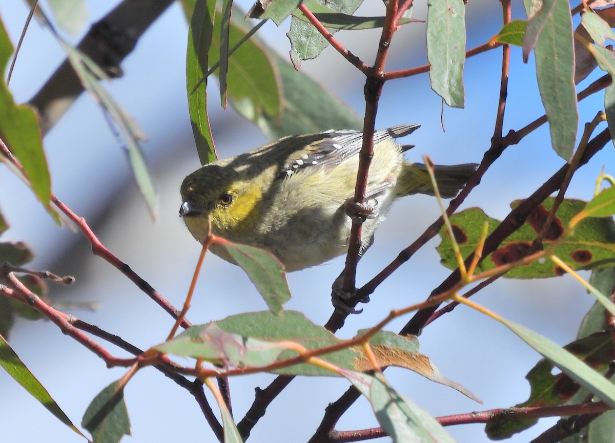 Forty-spotted Pardalote - ML613120458