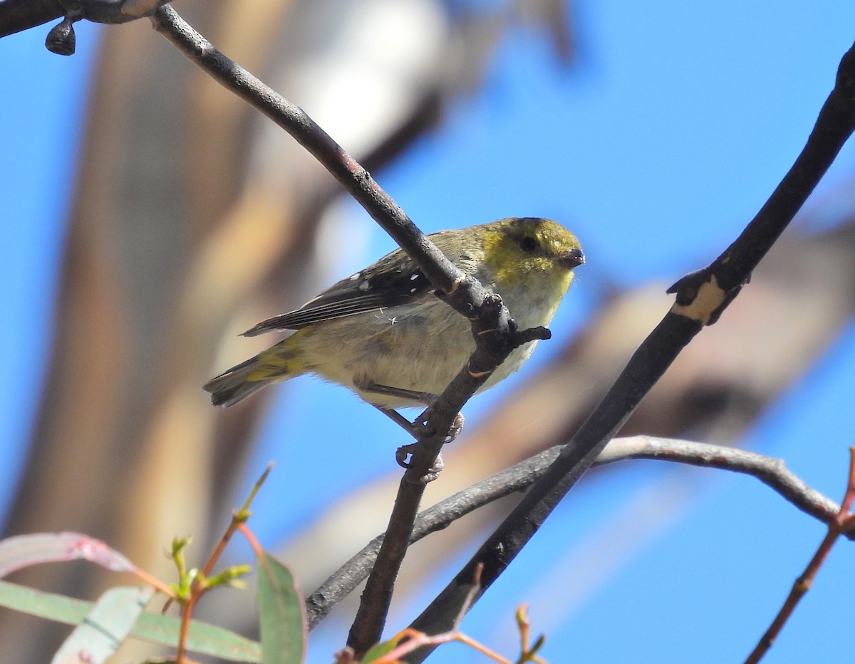 Forty-spotted Pardalote - ML613120459