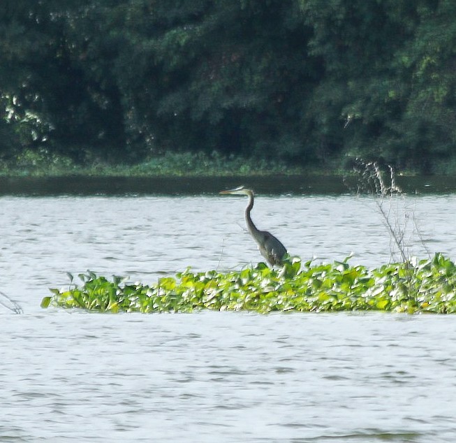 Great Blue Heron - Pedro Luis Sánchez Mustelier