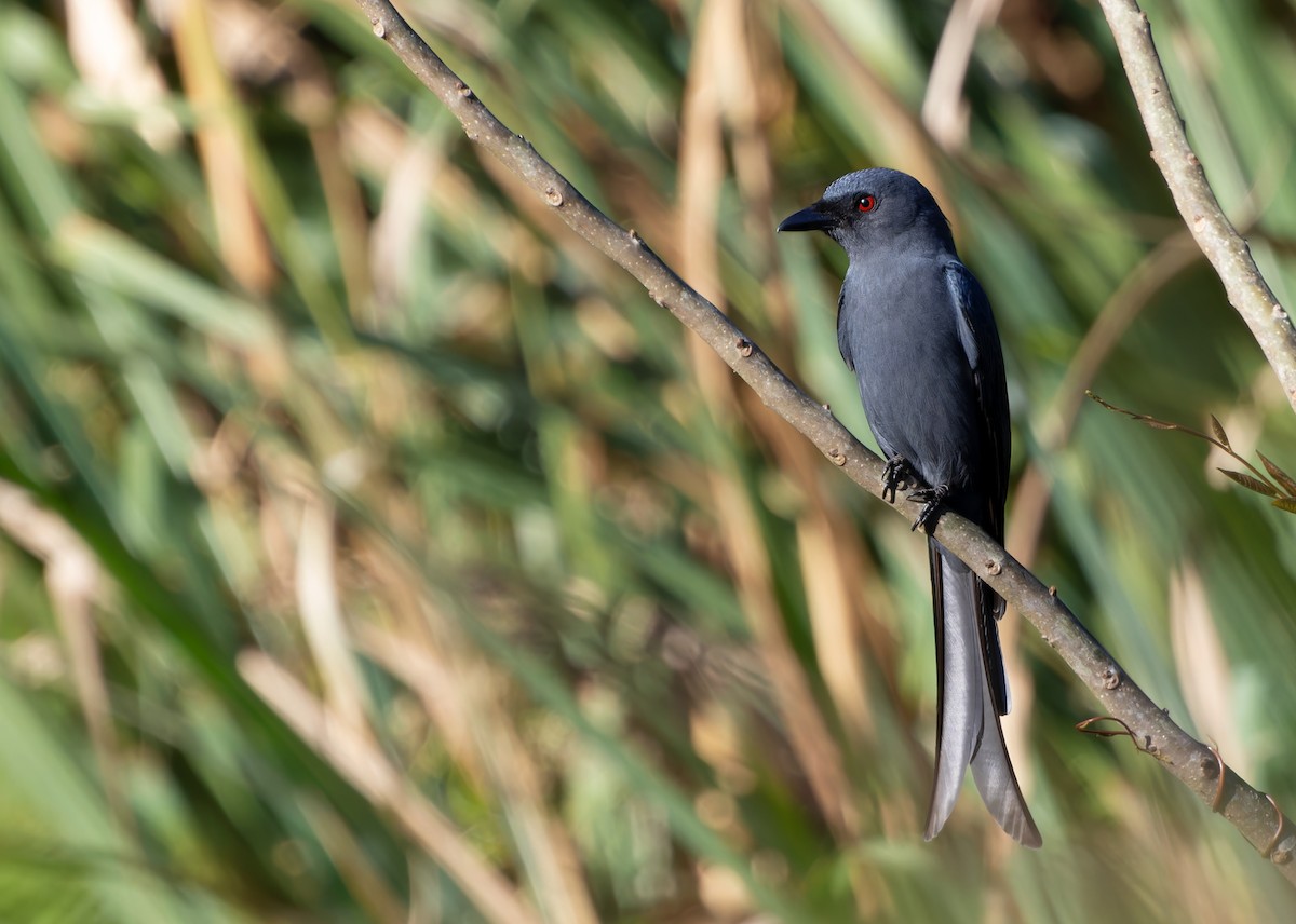 drongo kouřový - ML613120500