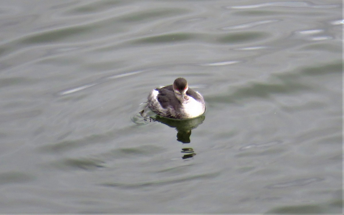 Eared Grebe - Franck Curk