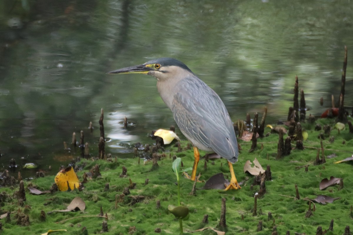 Striated Heron - ML613120528