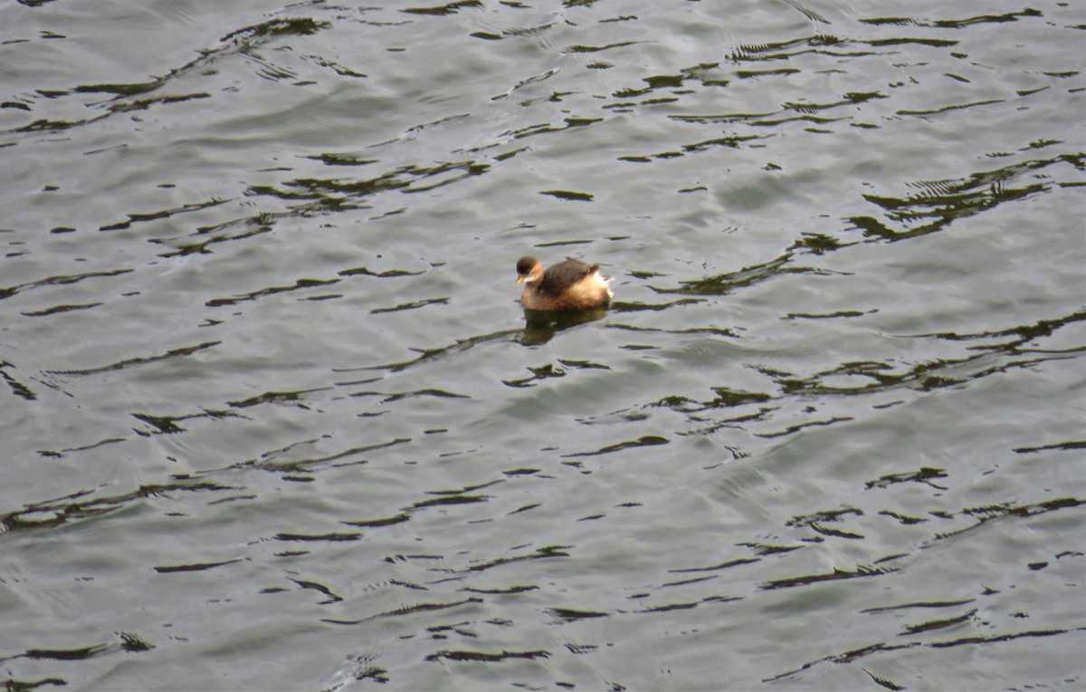 Little Grebe - Franck Curk