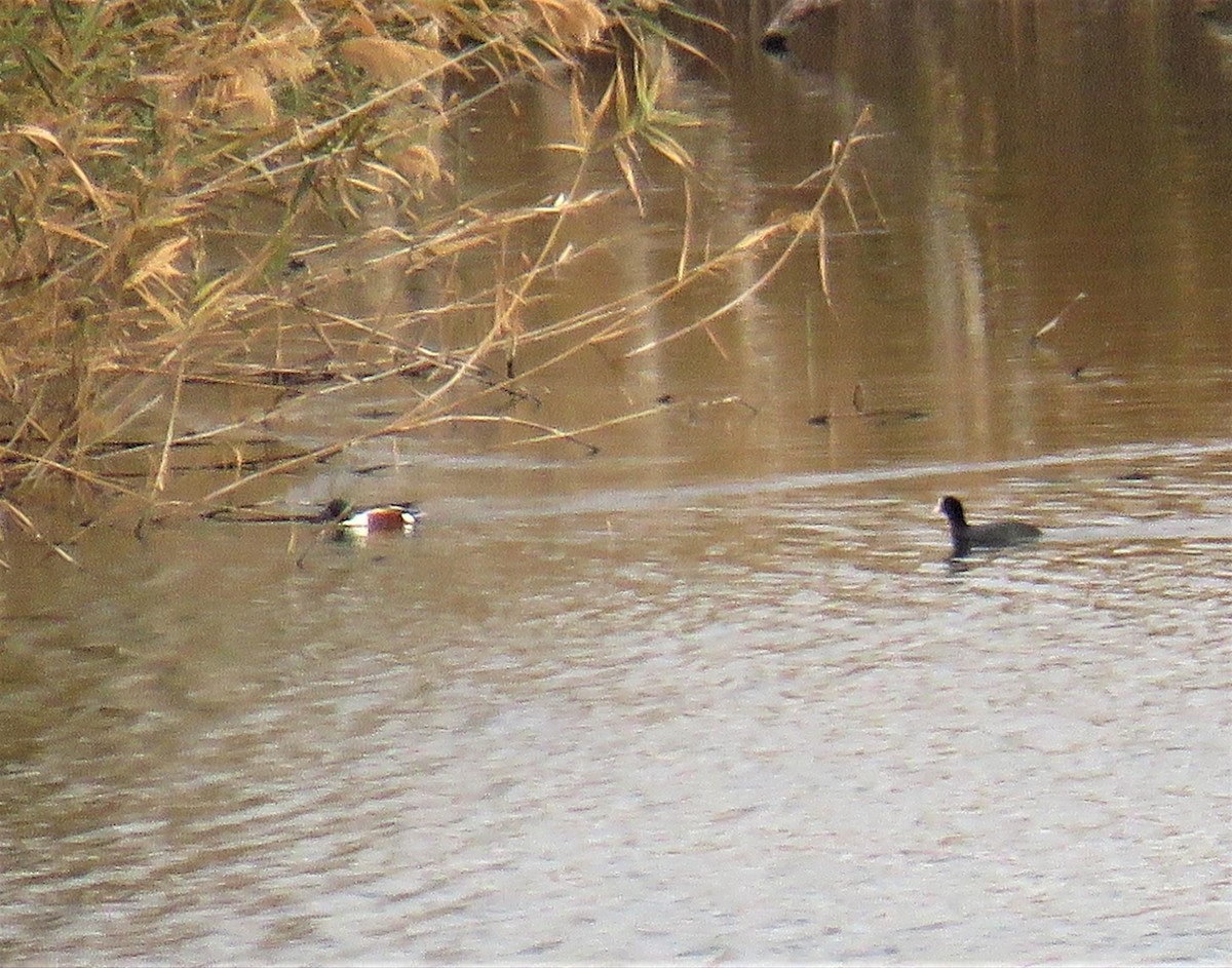 Northern Shoveler - ML613120565