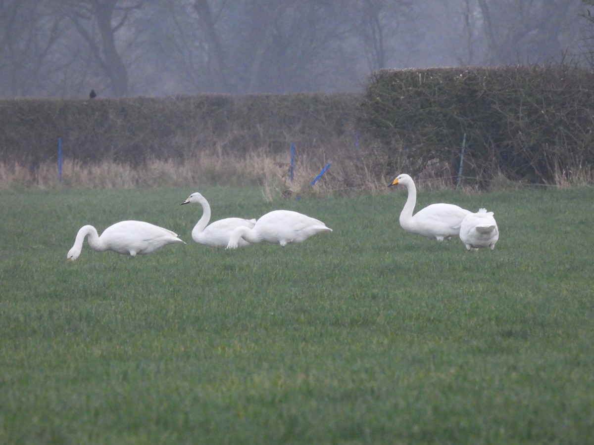 Whooper Swan - Mark Smiles