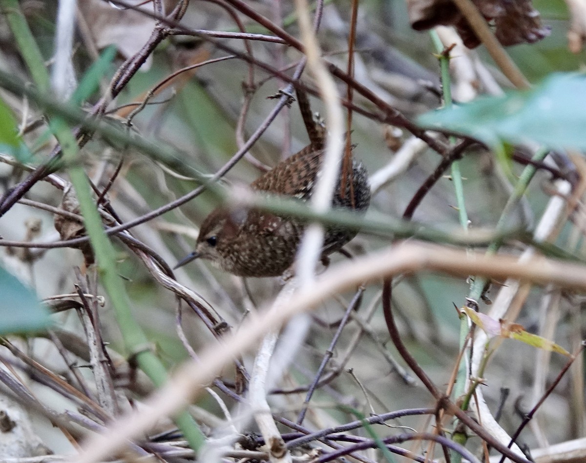 Troglodyte des forêts - ML613120697