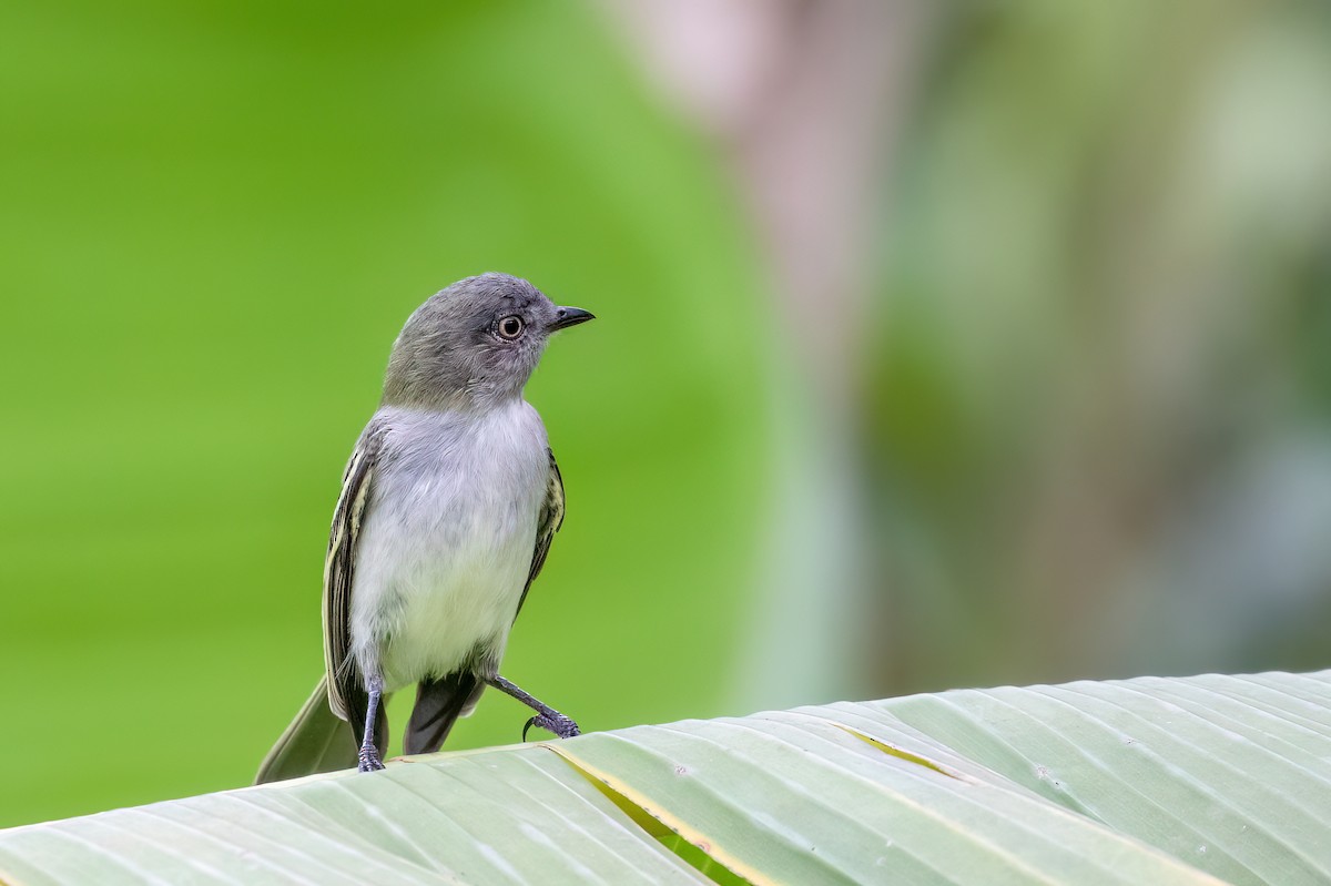 Gray-headed Elaenia - ML613120773