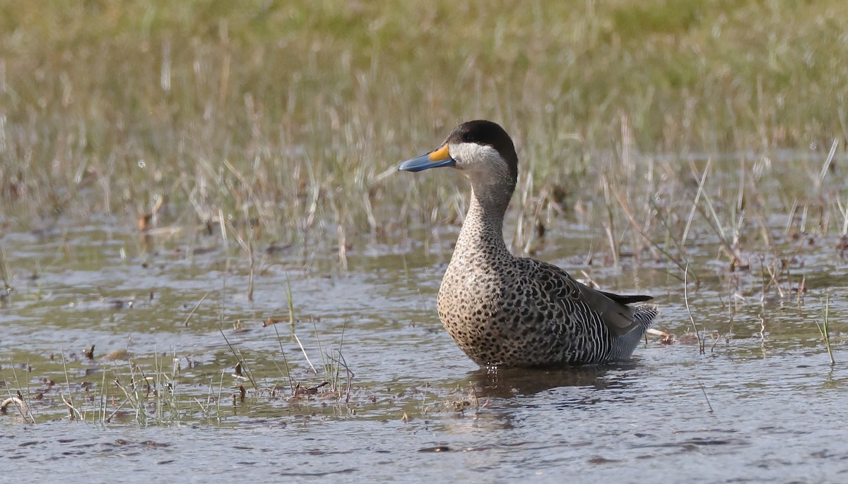 Silver Teal - Pavel Parkhaev